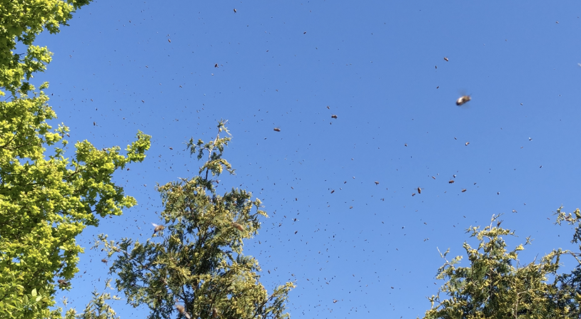 Bildschirmfoto 2019-05-19 um 18.40.40.png
